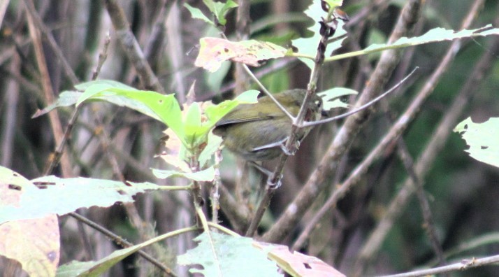Dusky Chlorospingus - ML626433920