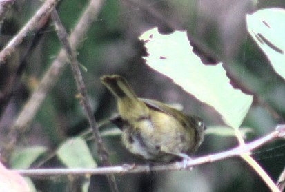 Dusky Chlorospingus - ML626433921