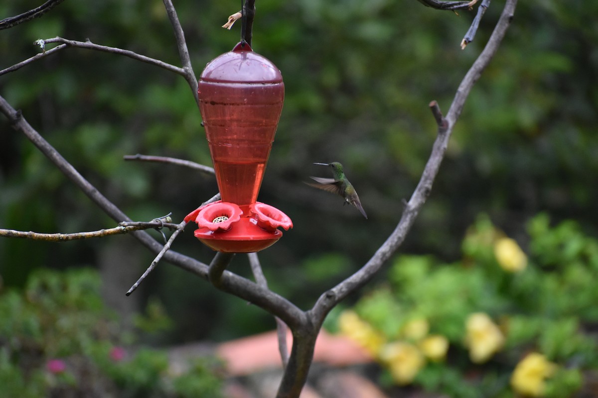 Green-bellied Hummingbird - ML626433941