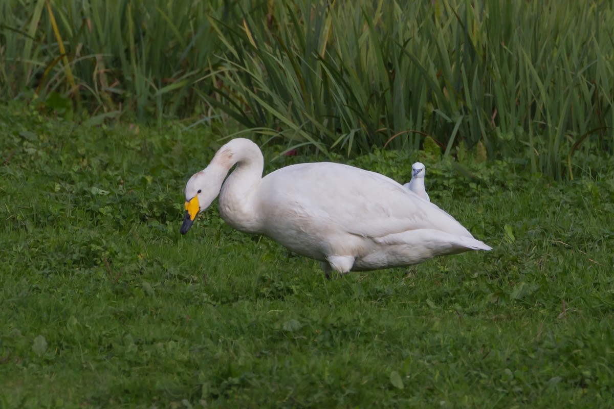Whooper Swan - Ramón J. Yáñez Redondo