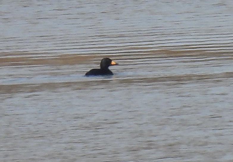 Black Scoter - ML626434120