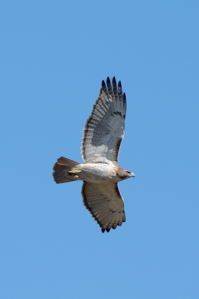Red-tailed Hawk - ML626434180