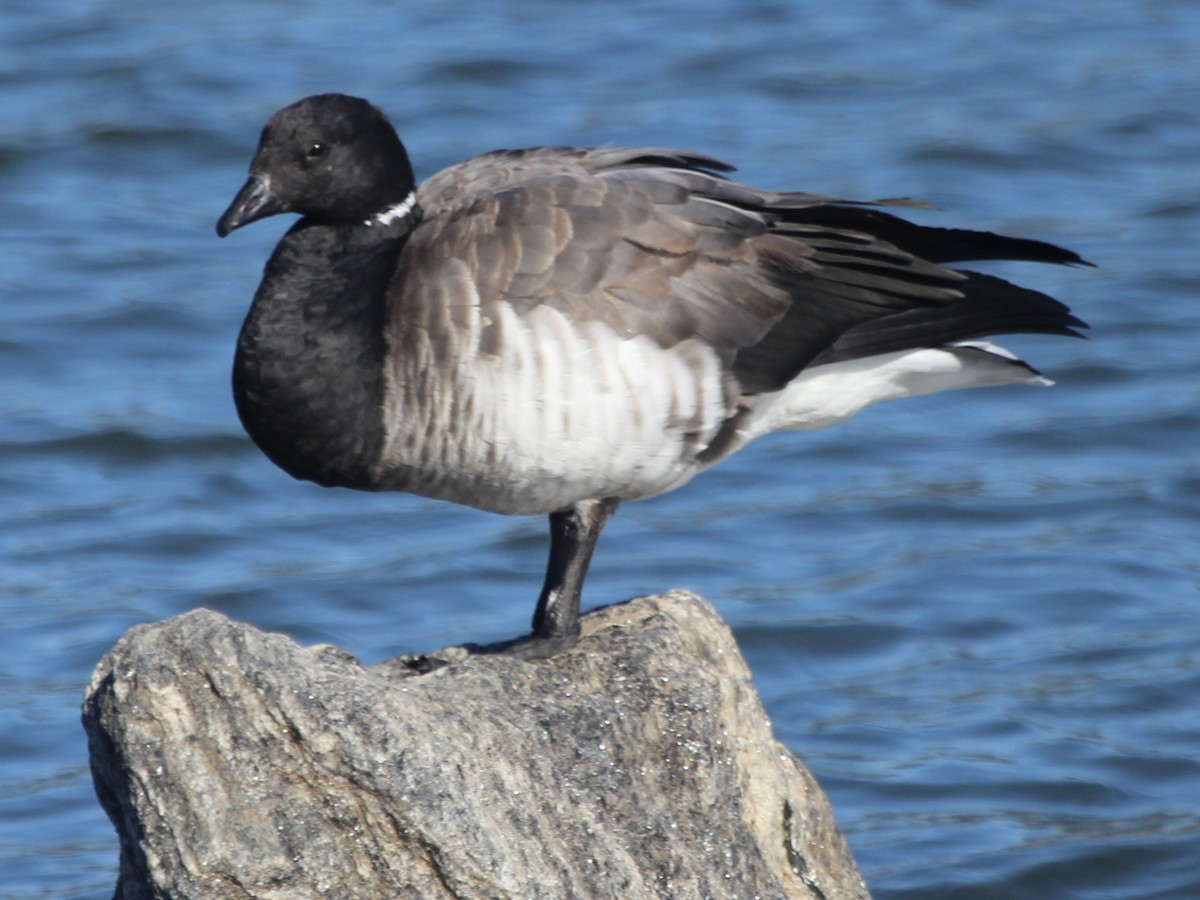 Branta musubeltza (hrota) - ML626434594