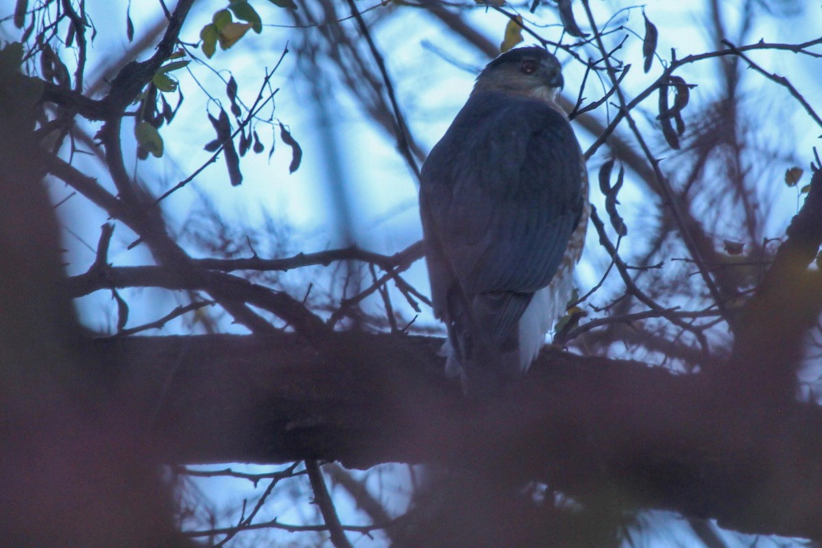 Cooper's Hawk - ML626434615