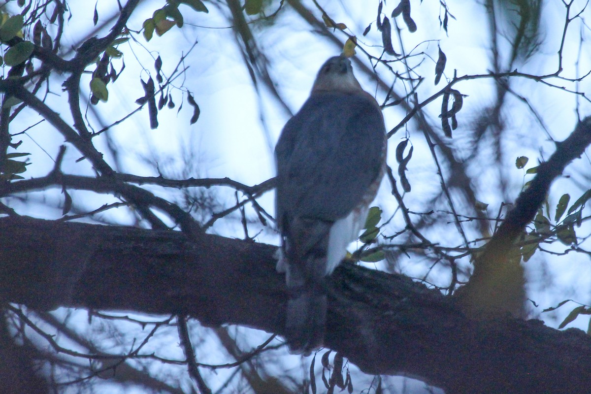 Cooper's Hawk - ML626434616