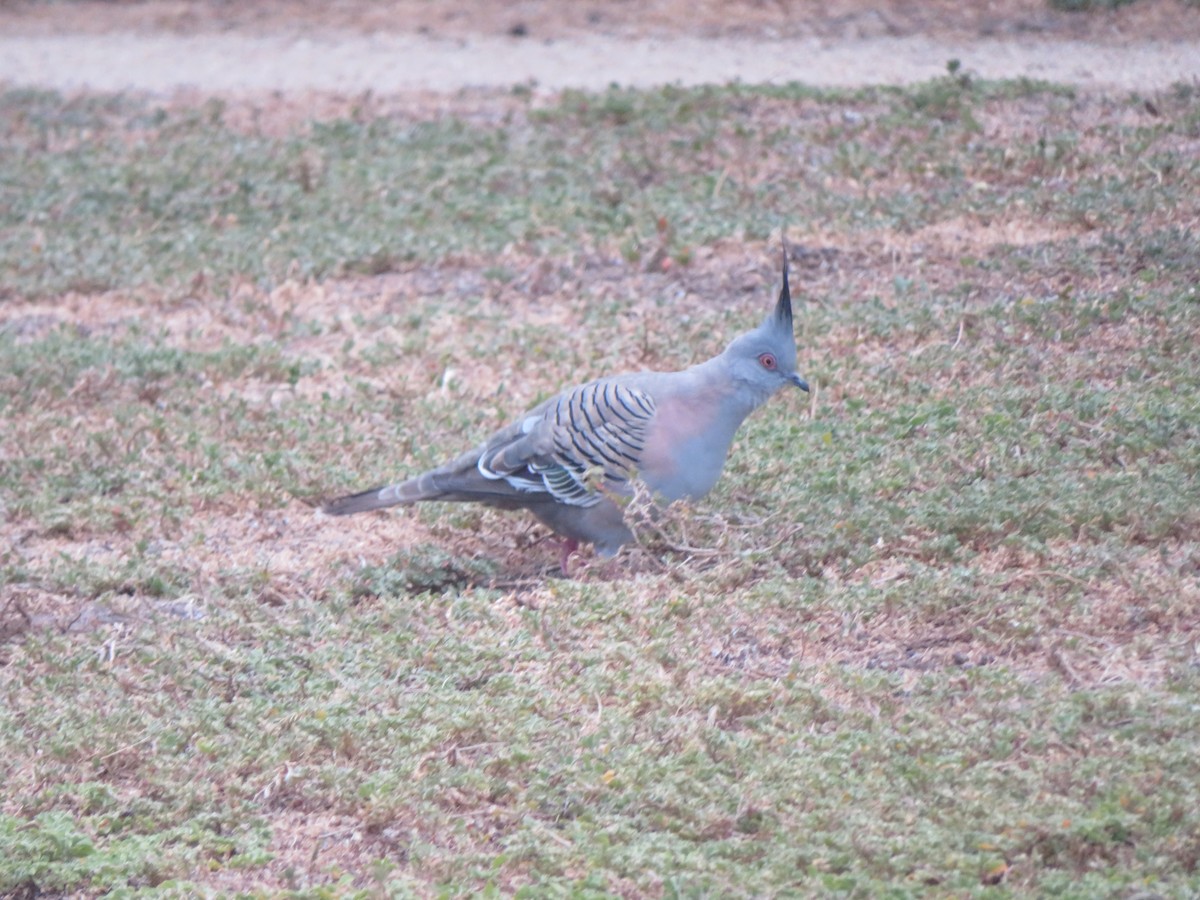 Crested Pigeon - ML626434650