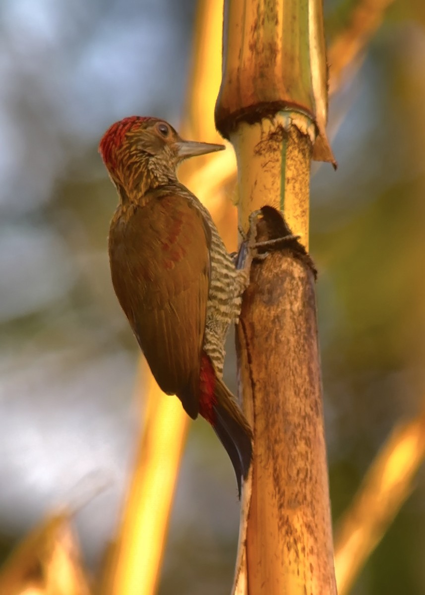 Red-rumped Woodpecker - ML626434687