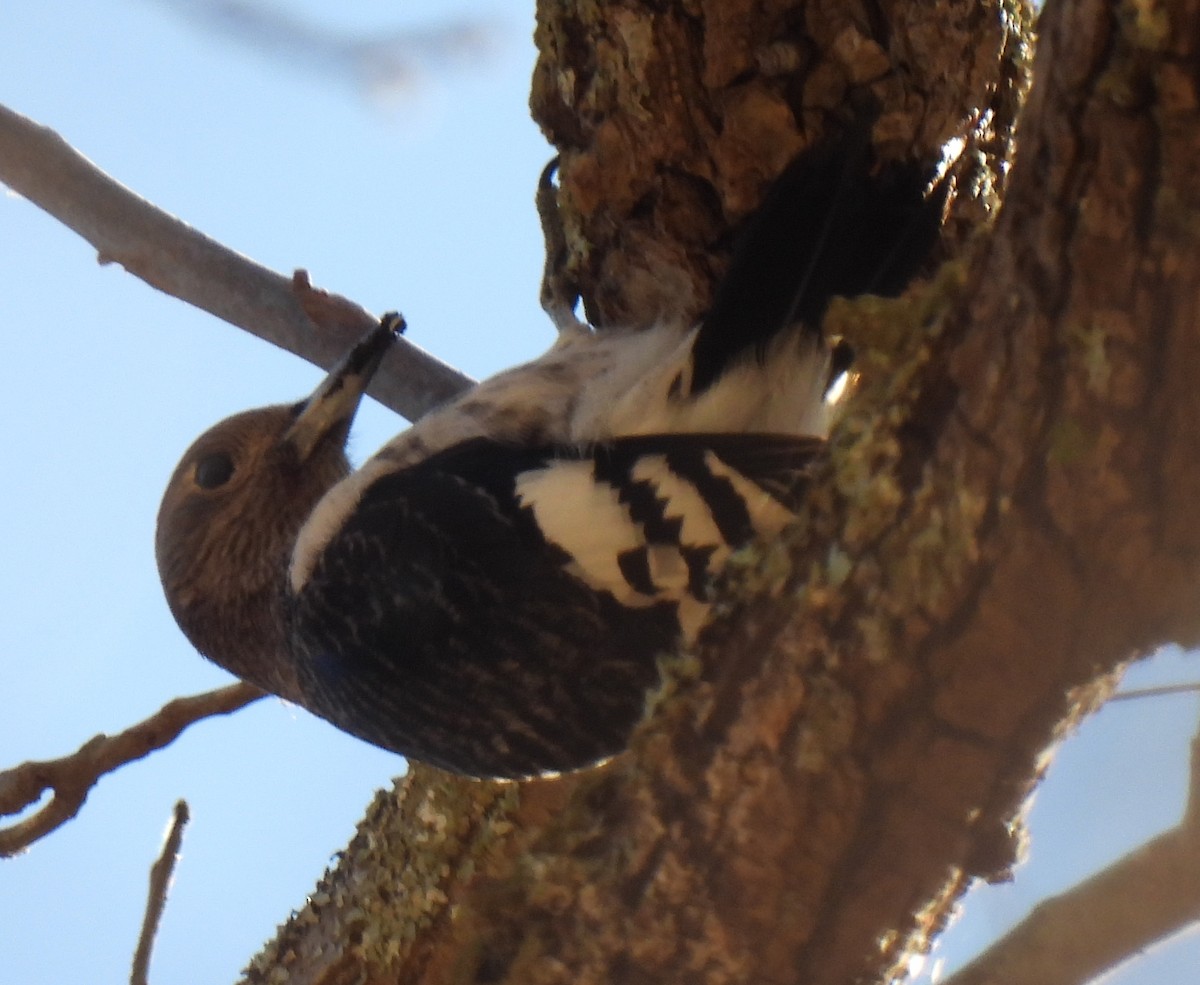 Red-headed Woodpecker - ML626434886