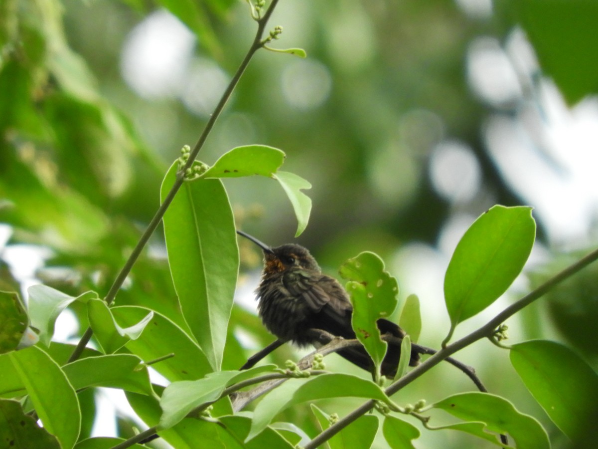 Amethyst-throated Mountain-gem - ML626434890