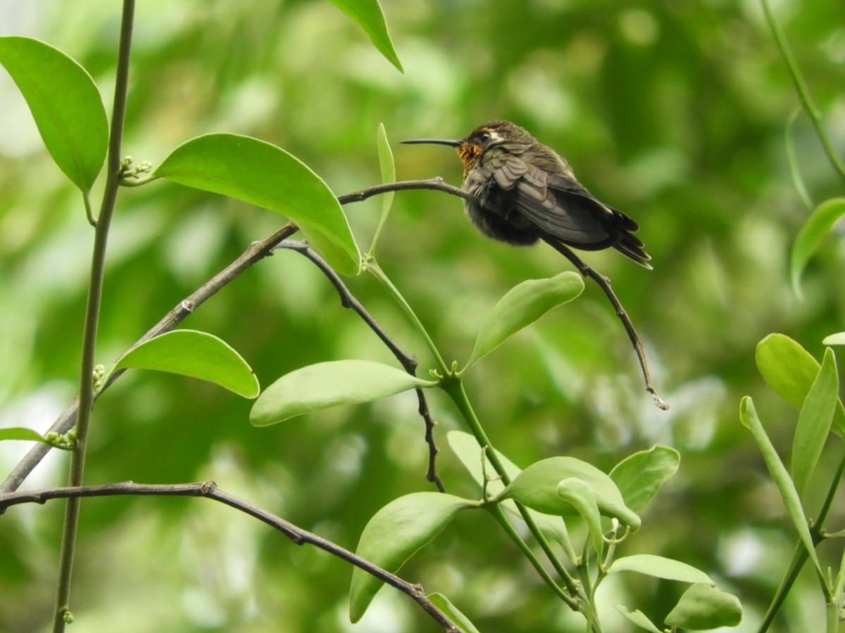 Amethyst-throated Mountain-gem - ML626434891