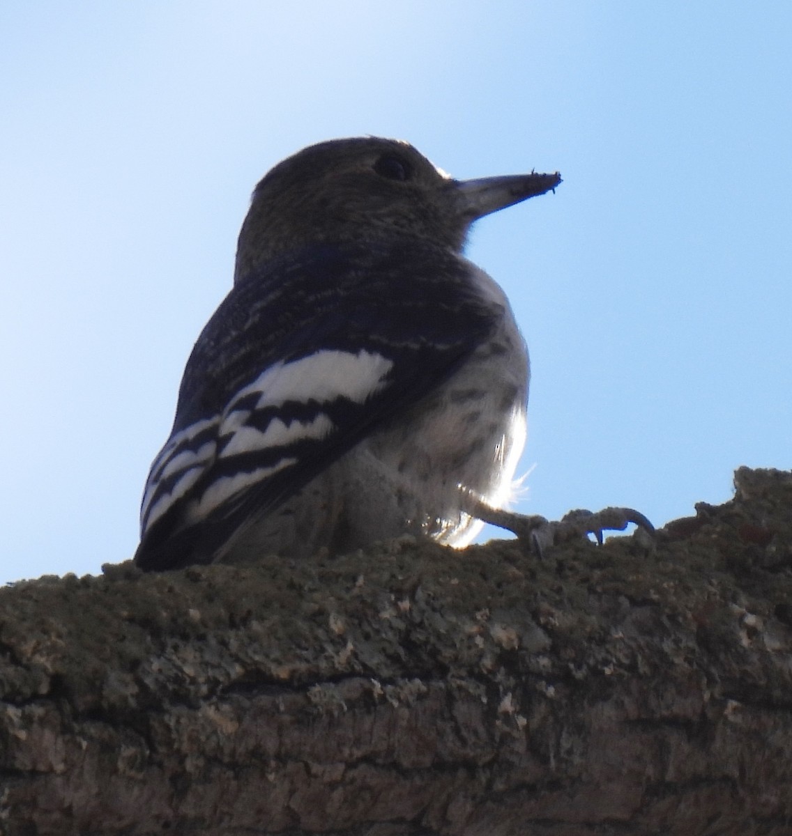 Red-headed Woodpecker - ML626434892