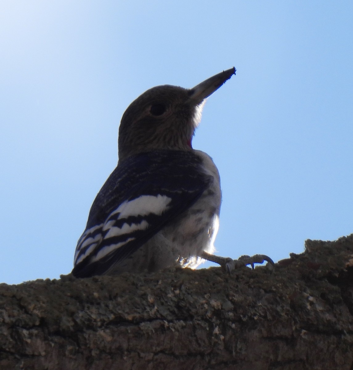 Red-headed Woodpecker - ML626434894