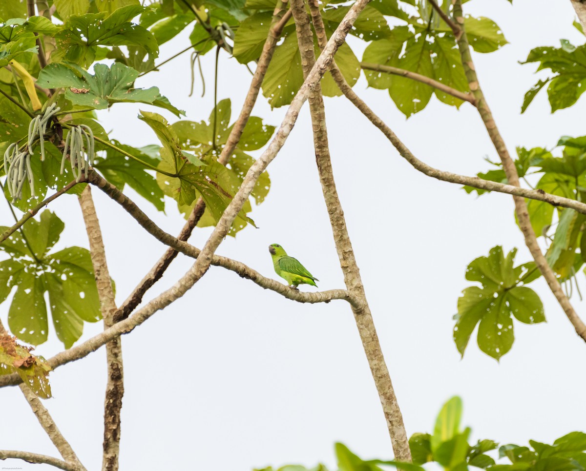 Short-tailed Parrot - ML626434908