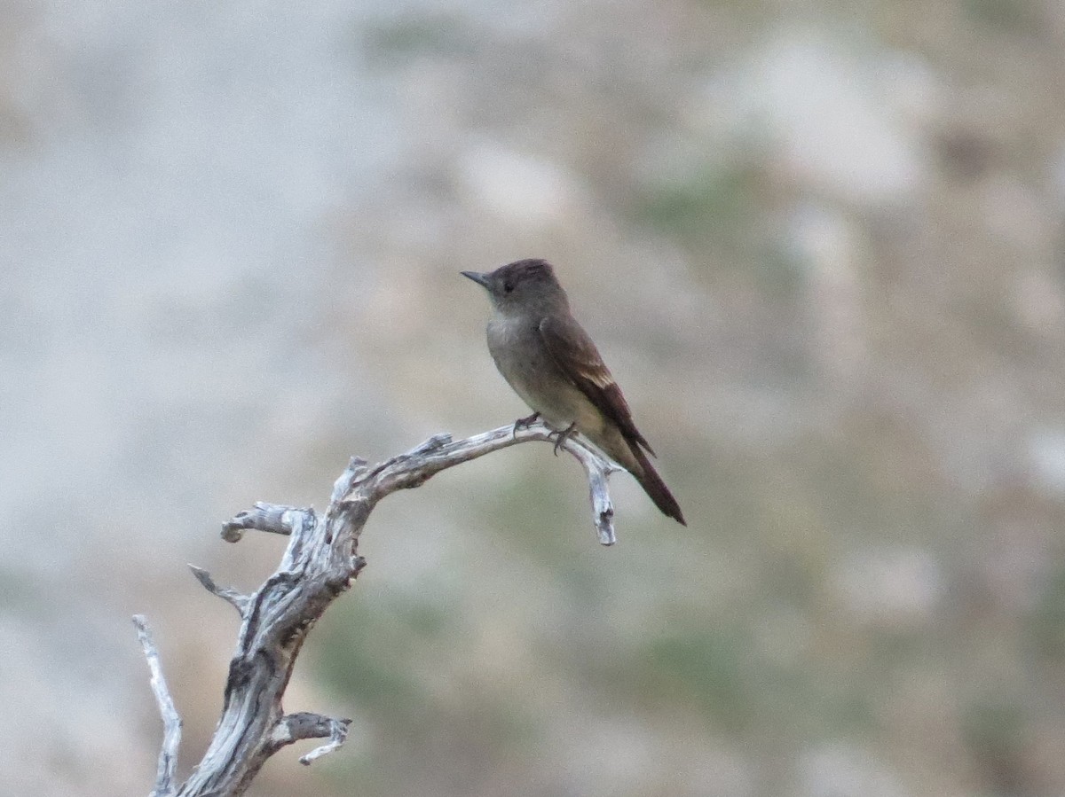 Western Wood-Pewee - ML62643511