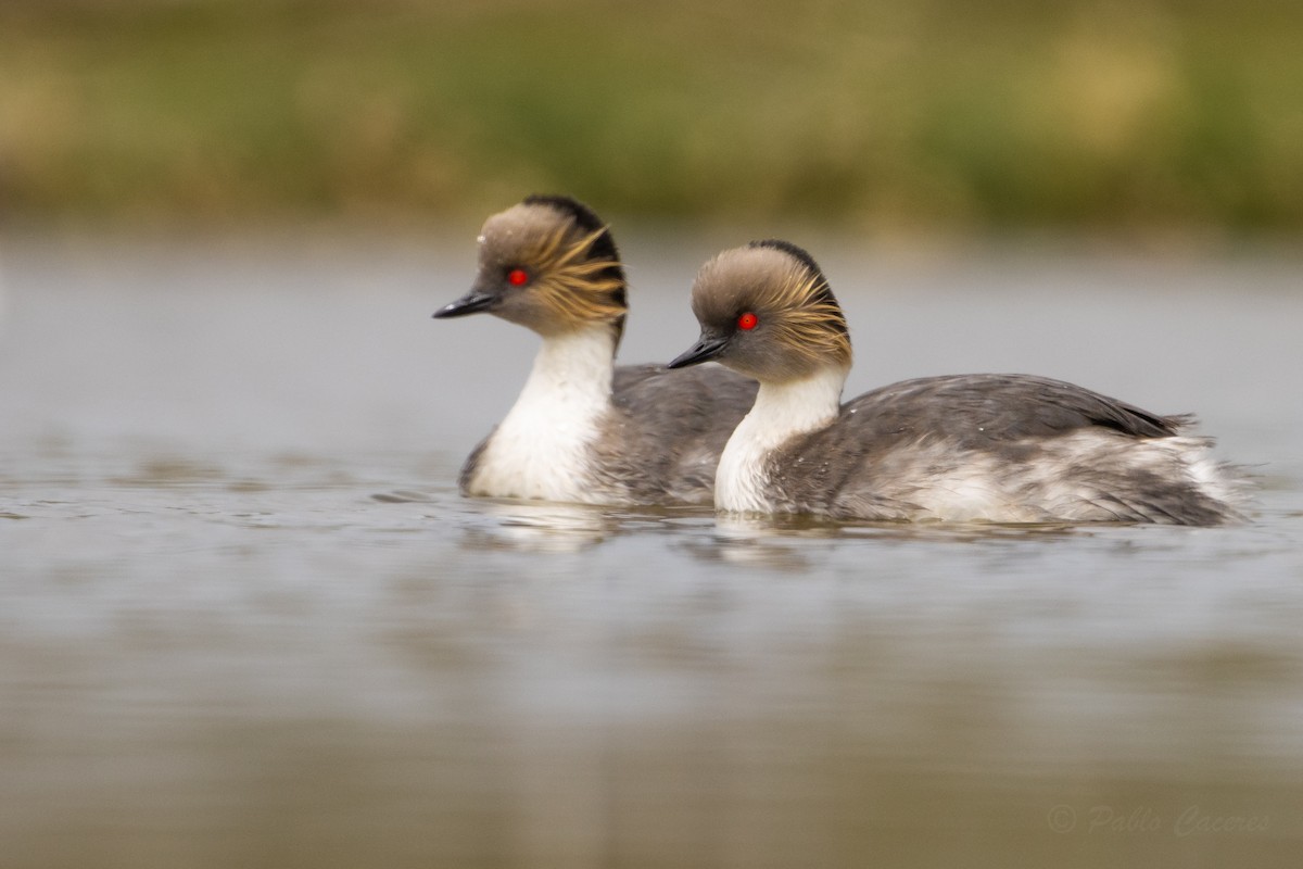 Silvery Grebe - ML626435269