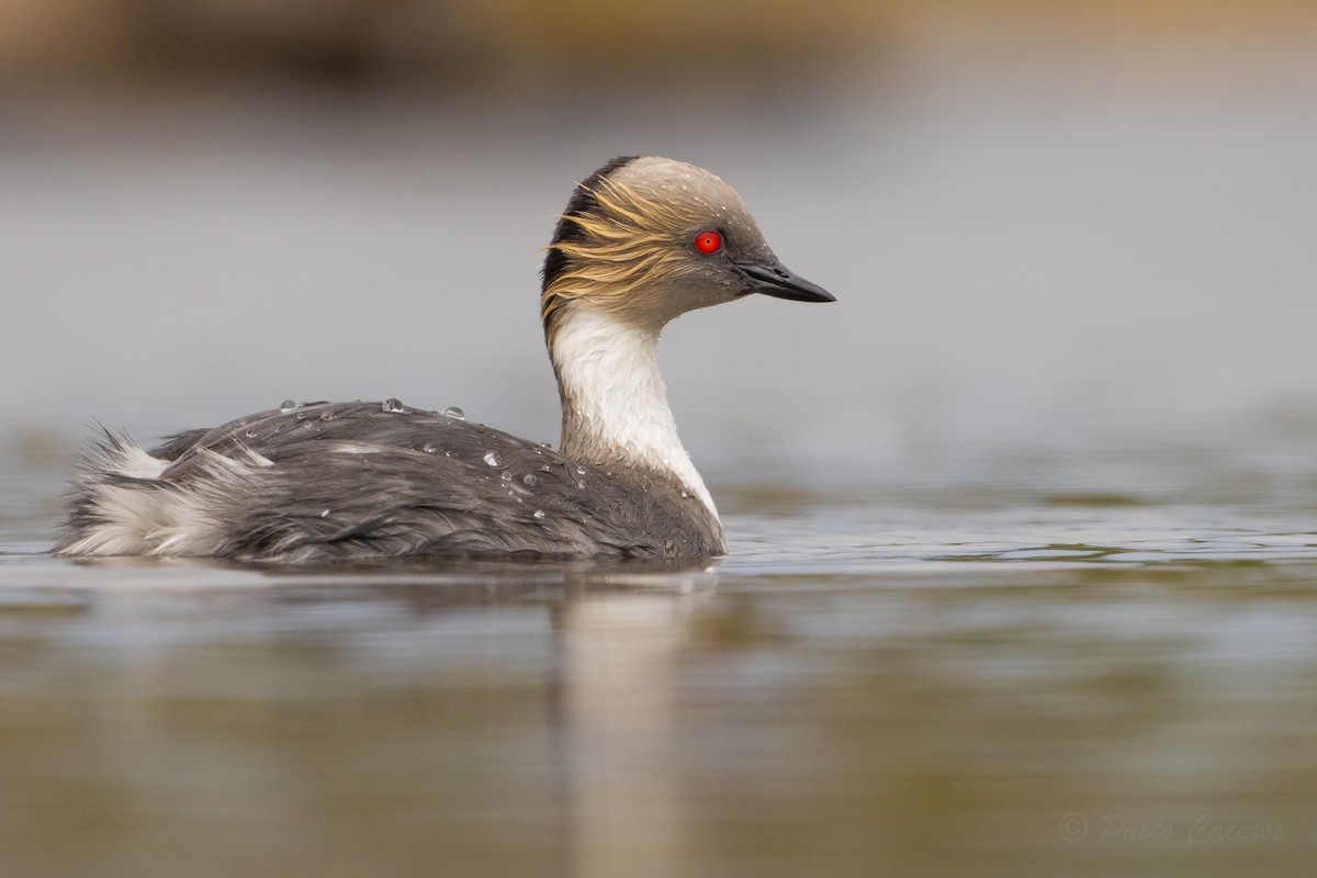 Silvery Grebe - ML626435270