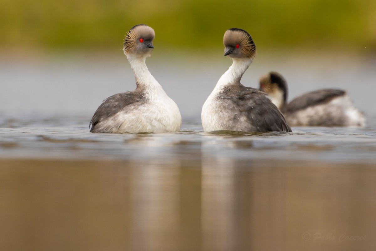 Silvery Grebe - ML626435271