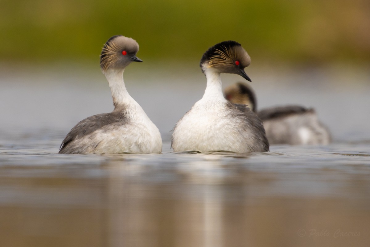 Silvery Grebe - ML626435272