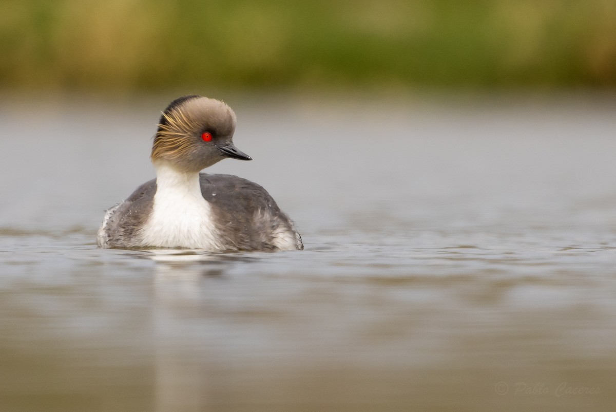 Silvery Grebe - ML626435273