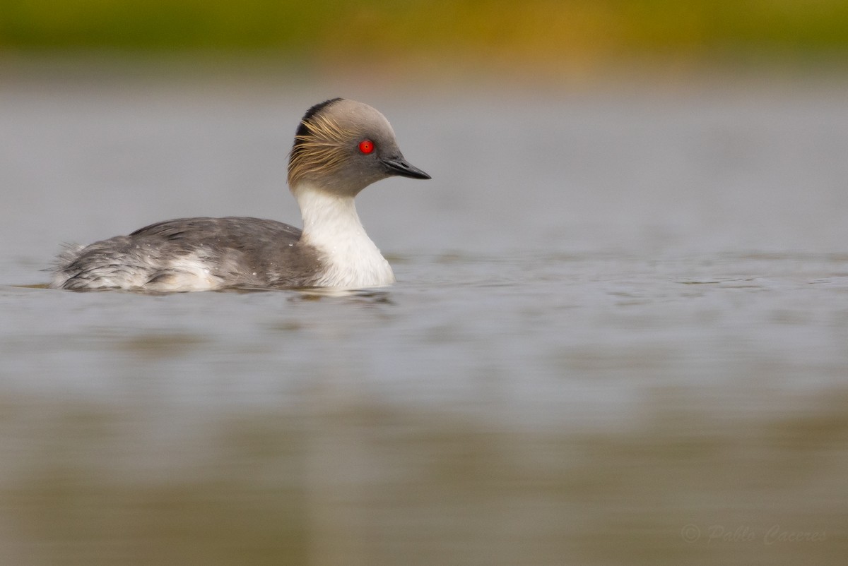 Silvery Grebe - ML626435274