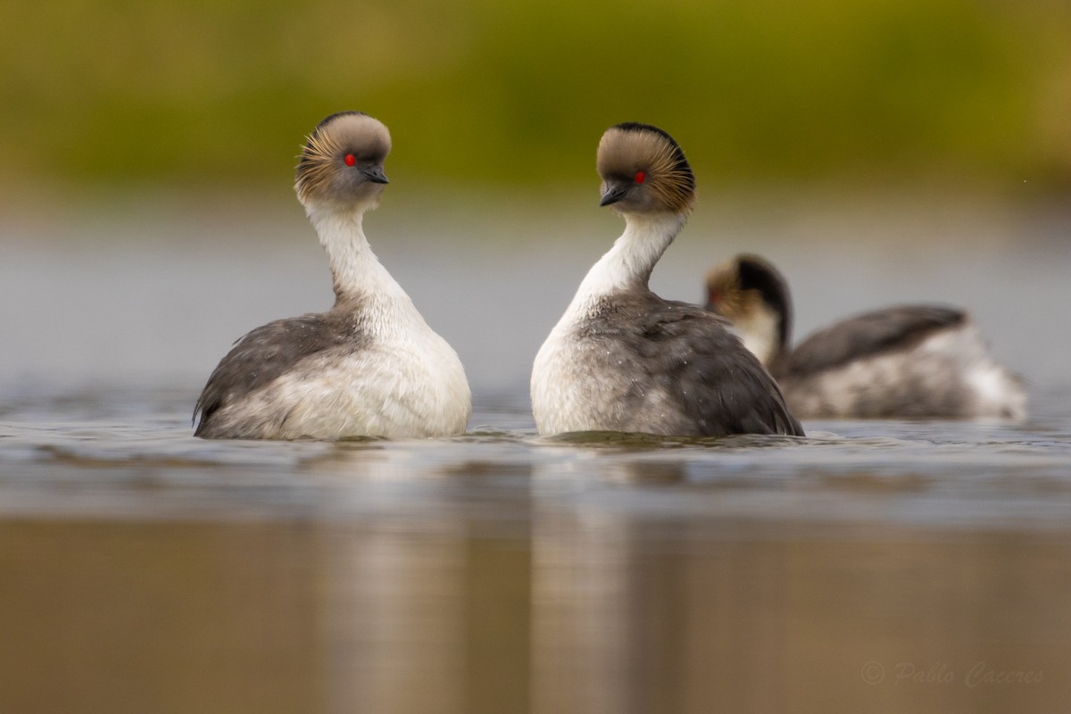 Silvery Grebe - ML626435275