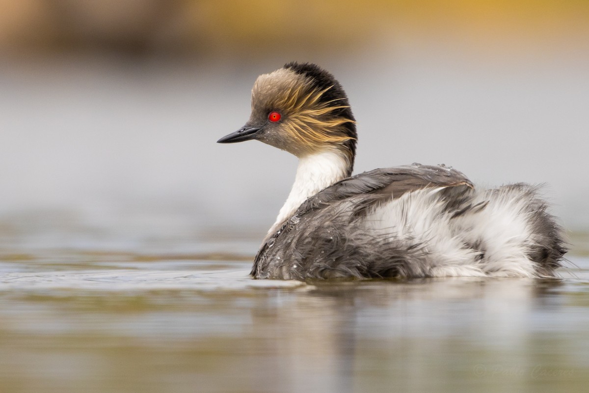 Silvery Grebe - ML626435276