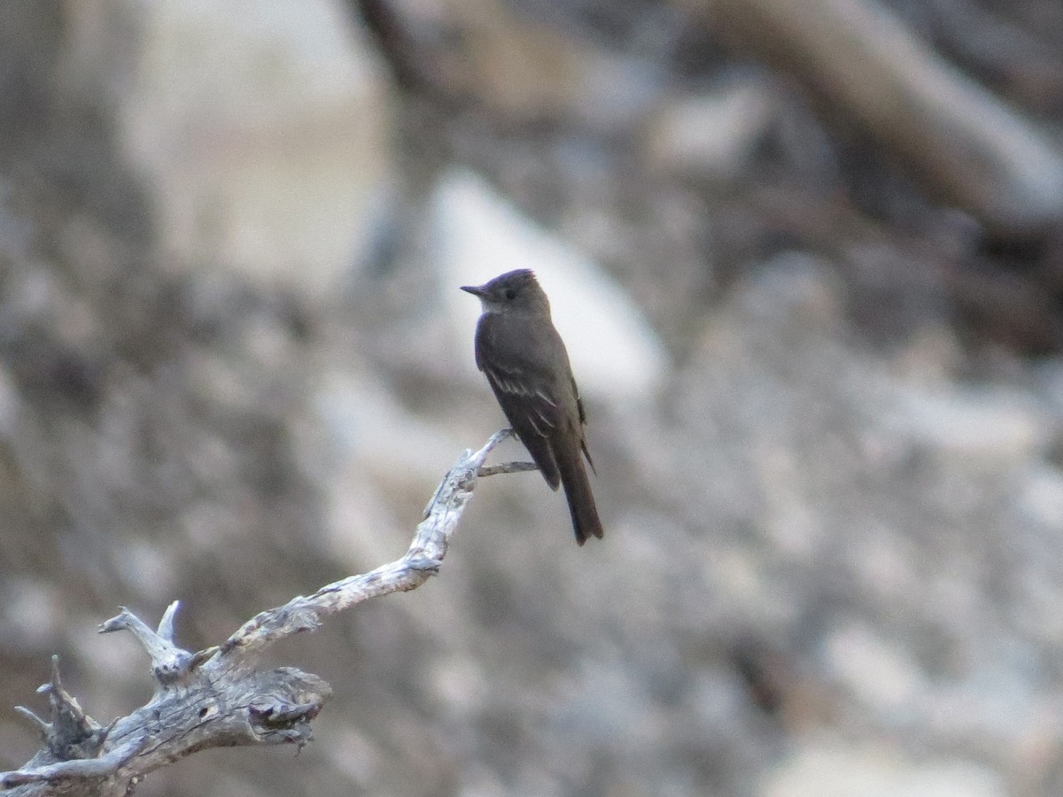 Western Wood-Pewee - ML62643531