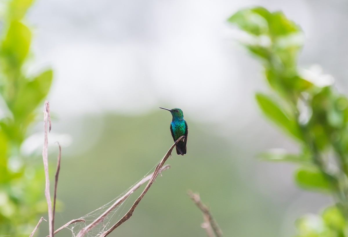Blue-tailed Emerald - ML626435312