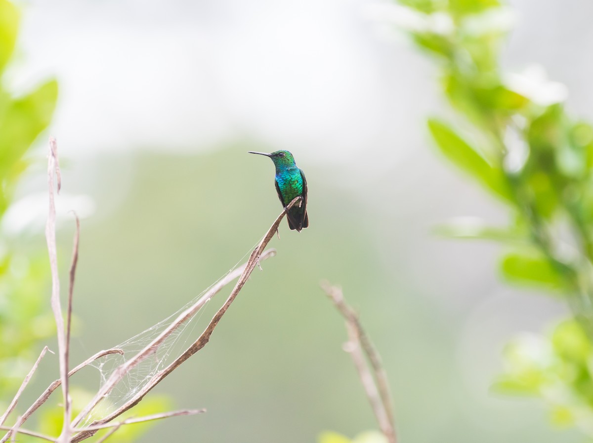 Blue-tailed Emerald - ML626435313