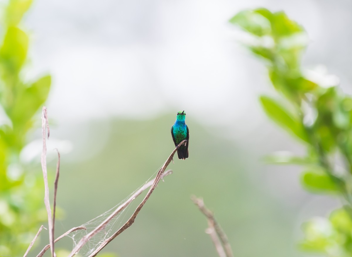 Blue-tailed Emerald - ML626435314