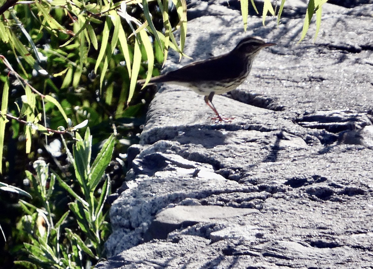 lesňáček olšový - ML626435331