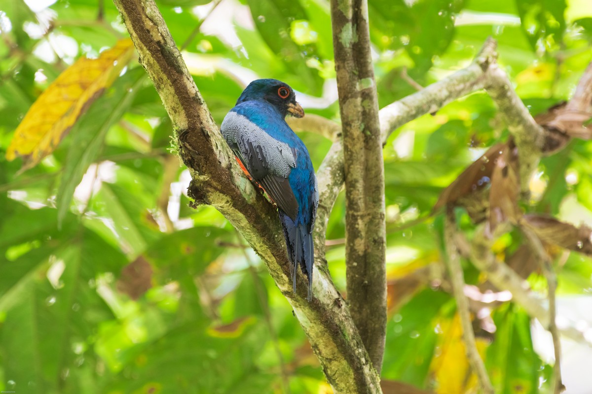 Black-tailed Trogon - ML626435333
