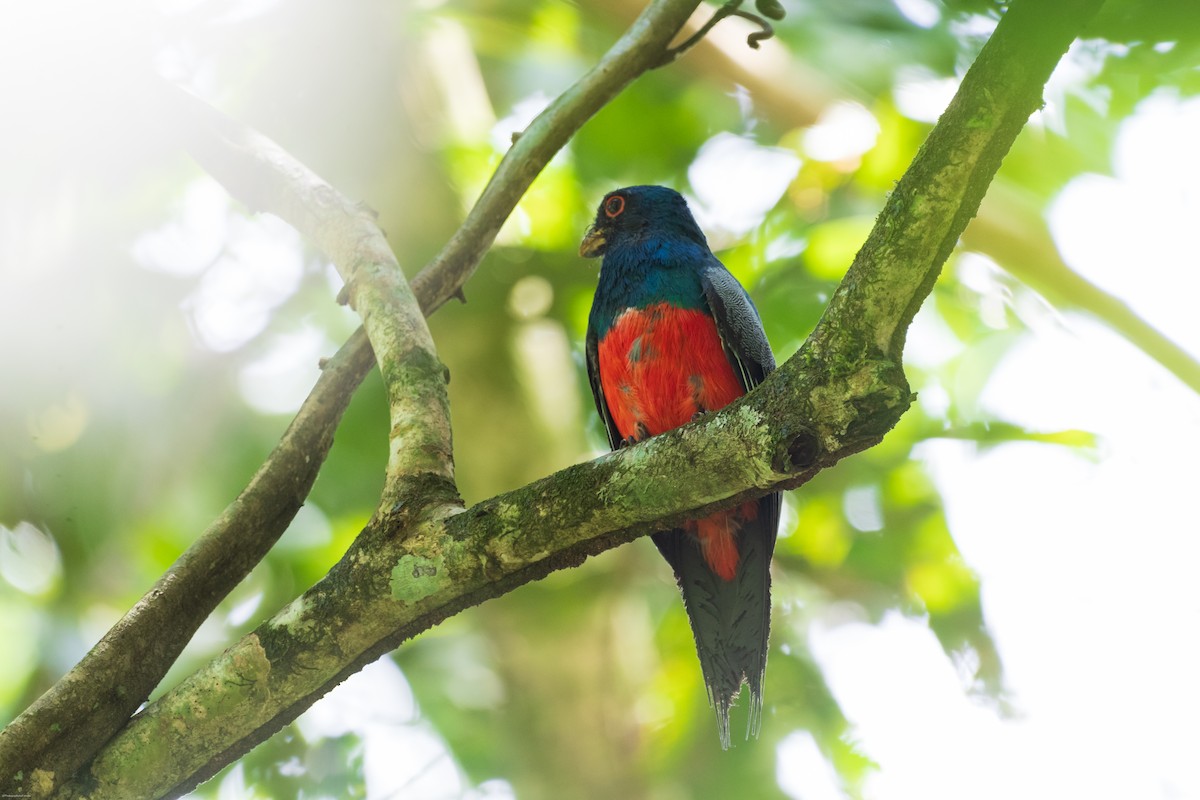 Black-tailed Trogon - ML626435336
