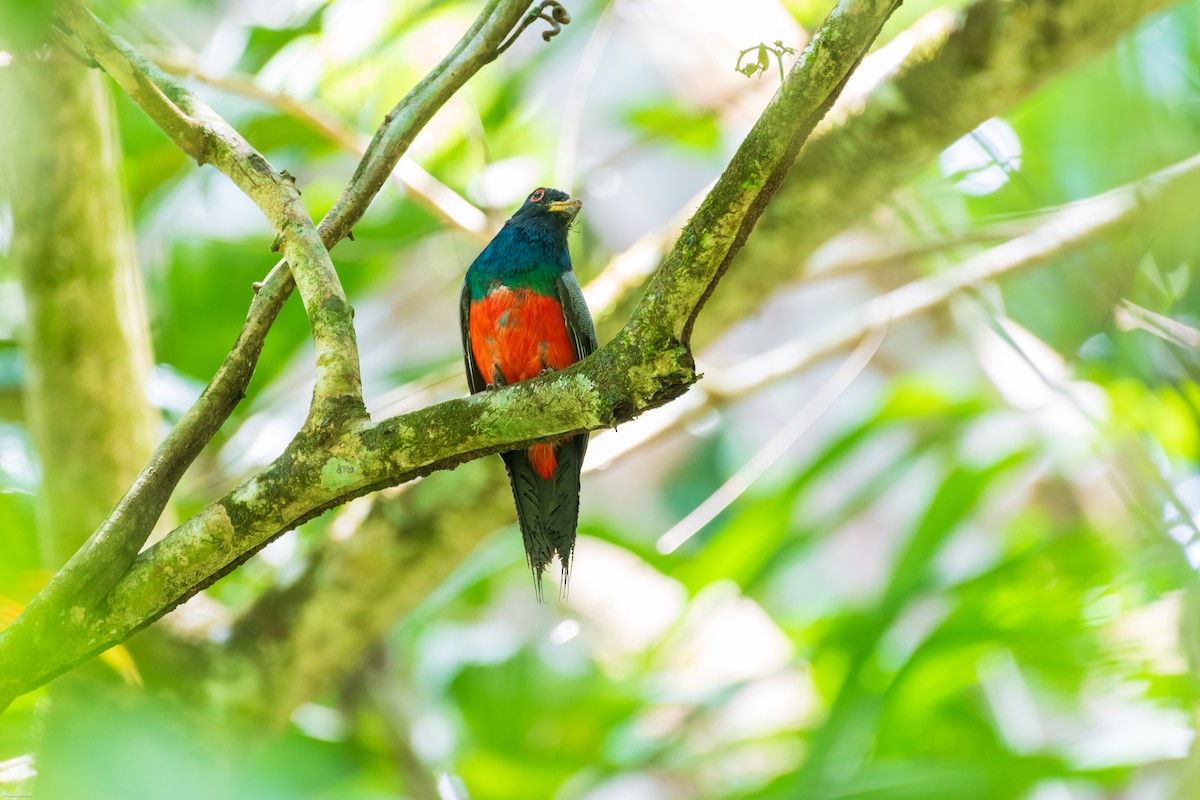 Black-tailed Trogon - ML626435337