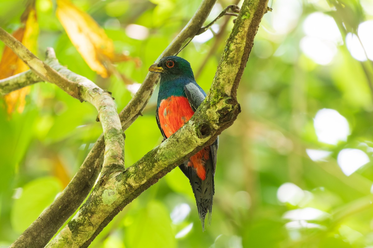 Black-tailed Trogon - ML626435338