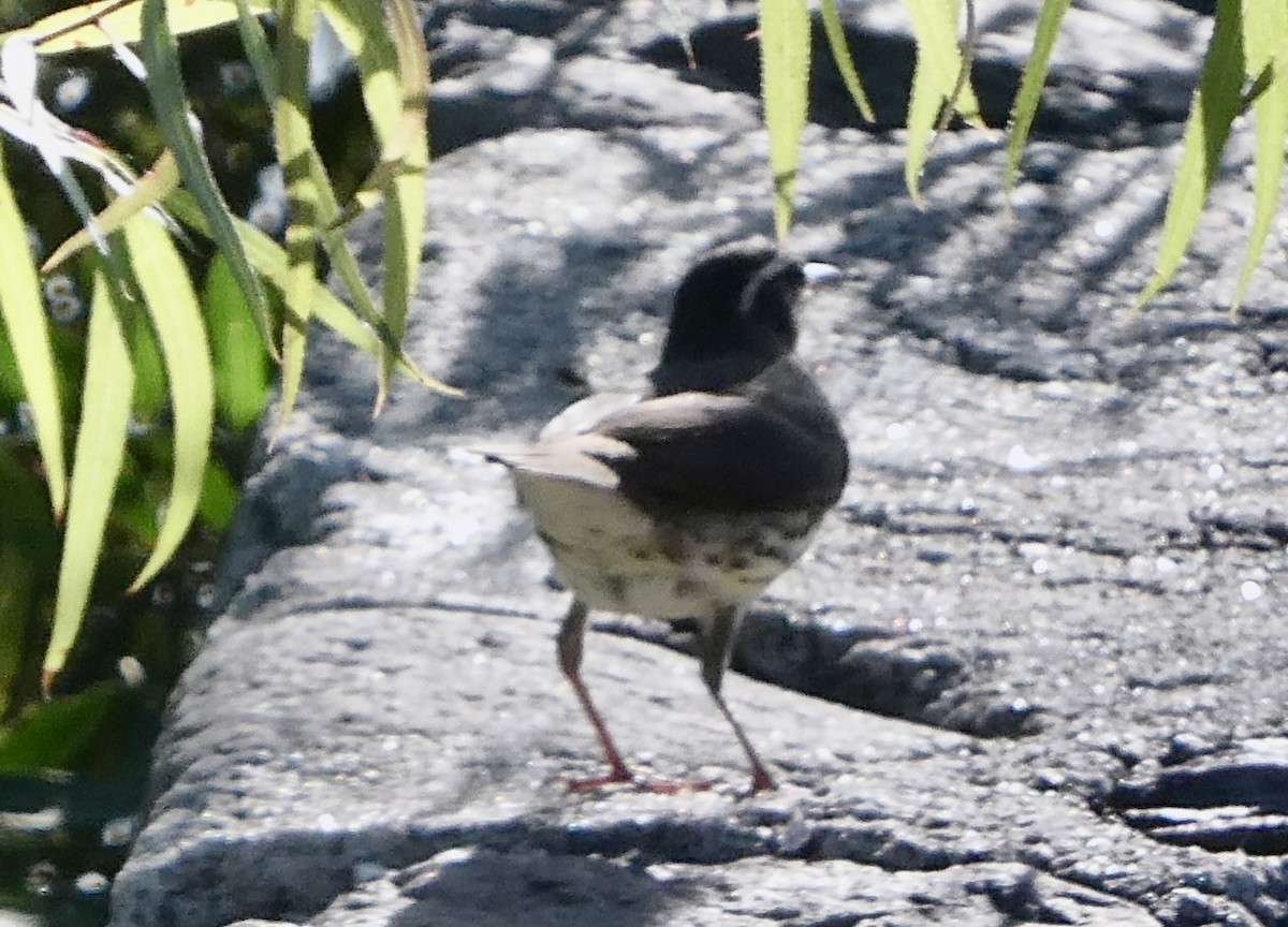 lesňáček olšový - ML626435352