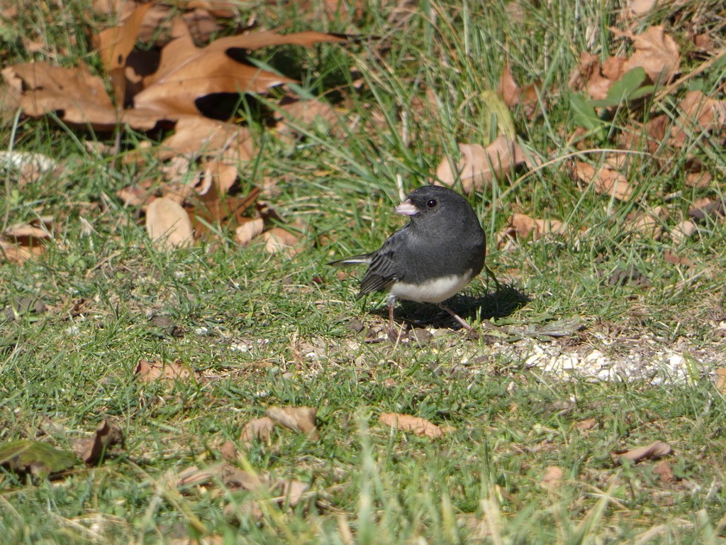 Dark-eyed Junco - ML626435380