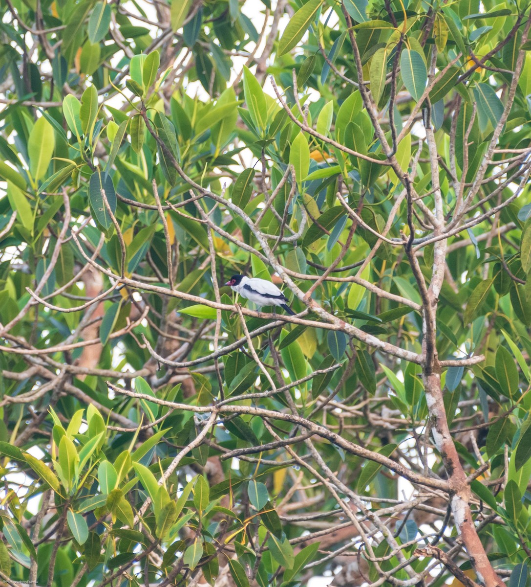 Black-tailed Tityra - ML626435388