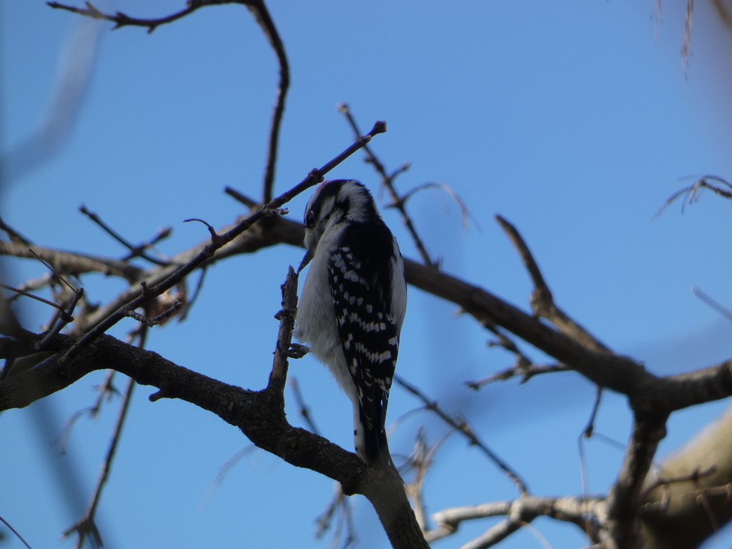 Downy Woodpecker - ML626435389