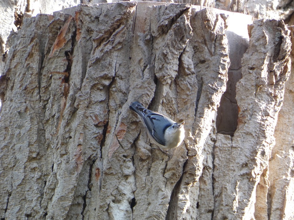 White-breasted Nuthatch - ML626435397