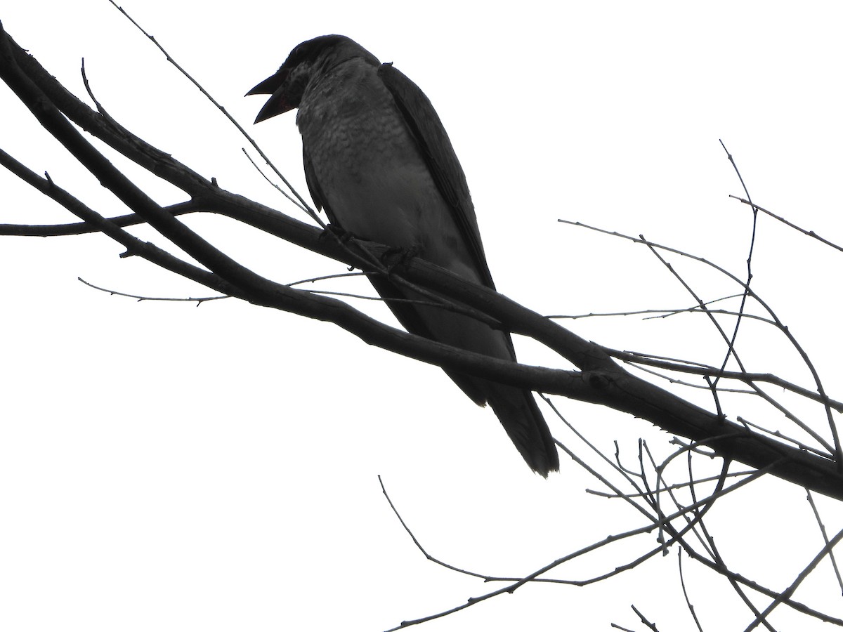 Black-faced Cuckooshrike - ML626435534
