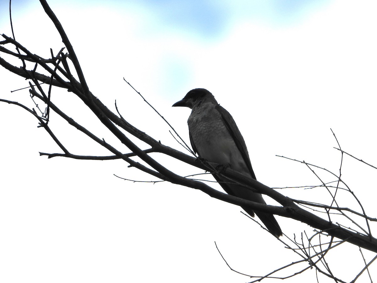 Black-faced Cuckooshrike - ML626435535