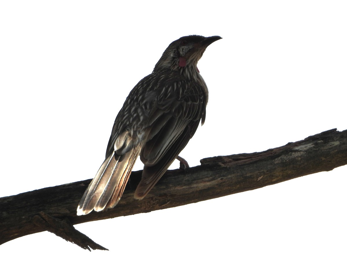 Red Wattlebird - ML626435542