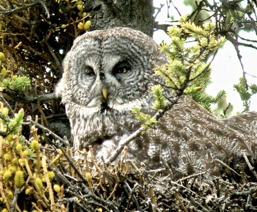 Great Gray Owl - ML626435552