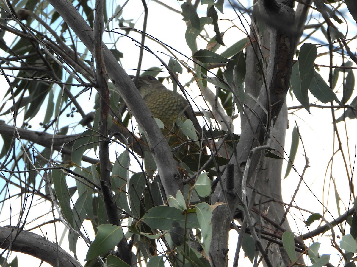 Satin Bowerbird - ML626435560