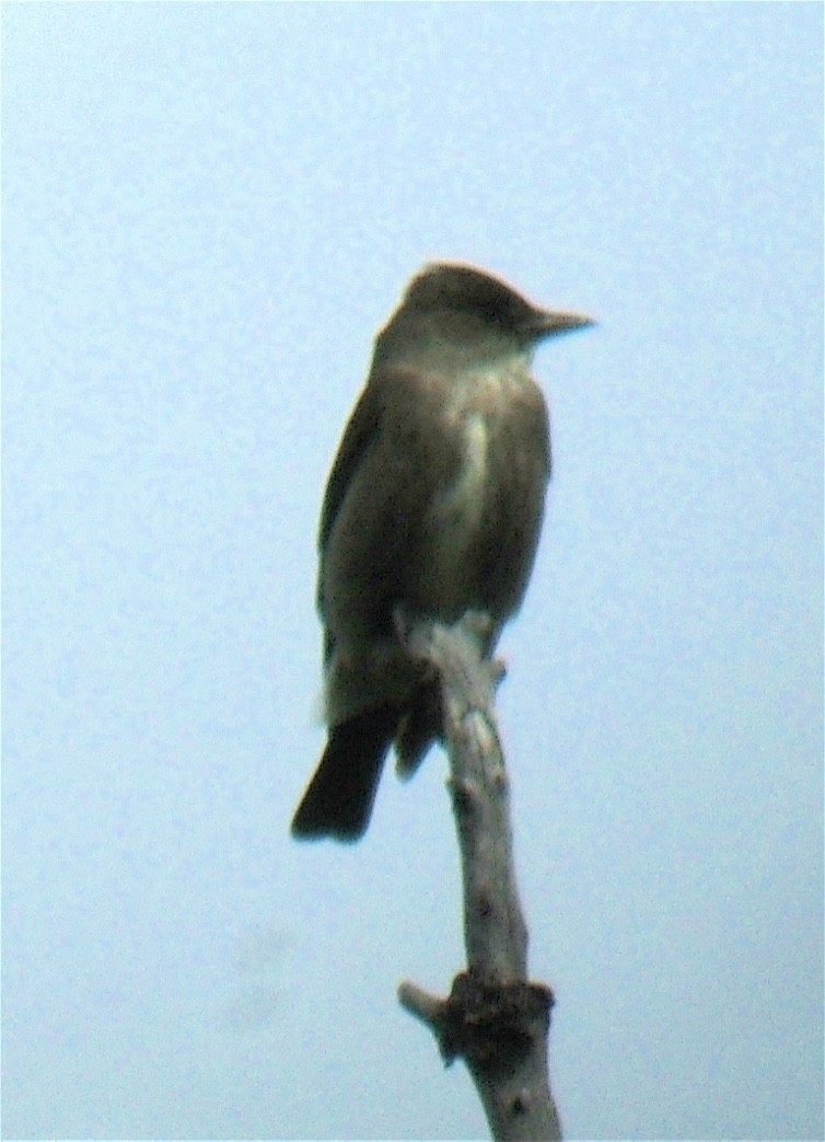 Olive-sided Flycatcher - ML626435595