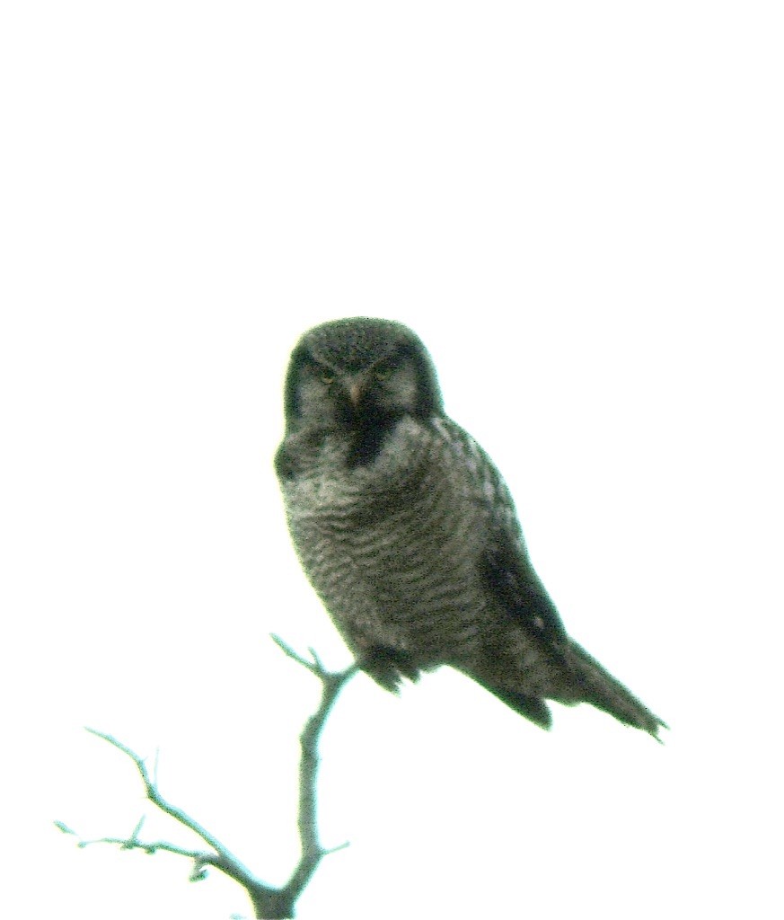 Northern Hawk Owl - ML626435605