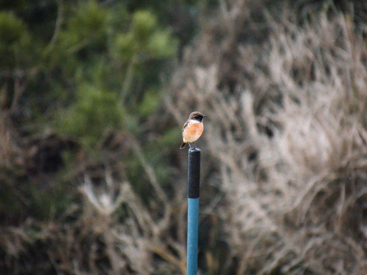 European Stonechat - ML626436265