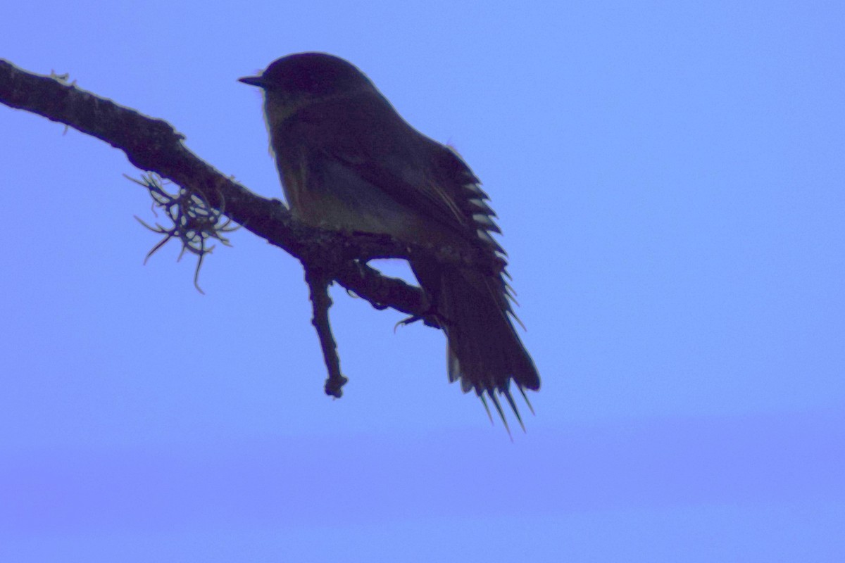 Eastern Phoebe - ML626436350