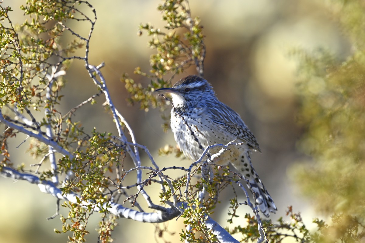 Cactus Wren - ML626436458